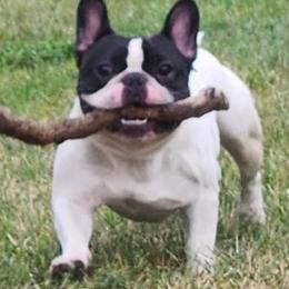 Von - French Bulldog