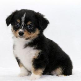 Male 1 - Black tri male Miniature American Shepherd puppy in Childress, Texas from Taylor Farms