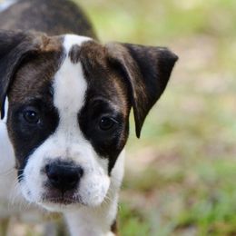 MandMs - Brown brindle female American Staffordshire Terrier puppy in St. Augustine, Florida from LBK & Ancient City