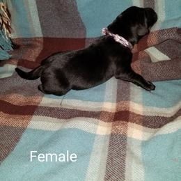Labrador Retriever Puppies from Copper Creek Outfitters and Kennel