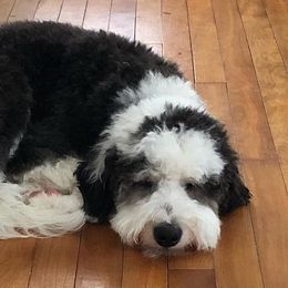 Bernedoodles and Poodles from Mad Brook Poodles and Doodles