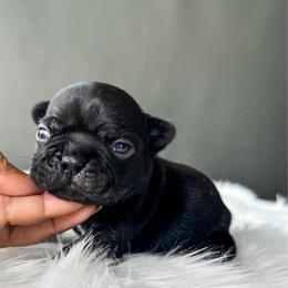 Inky - Black male French Bulldog puppy in Porter, Texas from Whatabulldog
