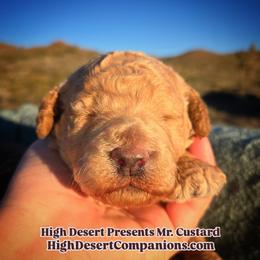 Mr. Custard - Cream male Poodle puppy in Dolan Springs, Arizona from High Desert Companions