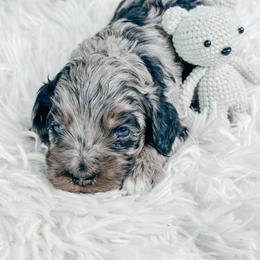 Boy 3 - Merle male Cockapoo puppy in Otisville, Michigan from Danie’s Darling Doodles LLC