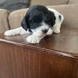 Skittles - Black and white female Cavapoo puppy in Strasburg, Pennsylvania from Still Water Puppies