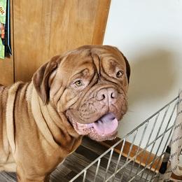 Drama - Dogue de Bordeaux