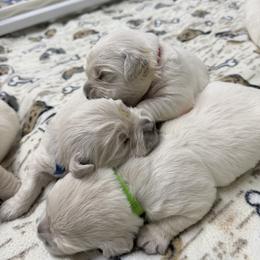 Girl pick 1 - Light golden female Golden Retriever puppy in Waterloo, Indiana from All 4 Paws of Pheasant Run
