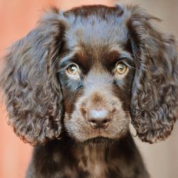 Boykin Spaniel puppies from Skipjack Boykins