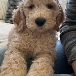 Goldendoodle Puppies from Mountain Grove Doodles