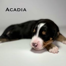 Acadia - Tri-color female Bernedoodle puppy in Ocala, Florida from Bernedoodles of Florida