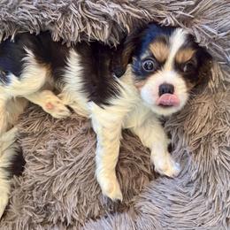 Cavalier King Charles Spaniel Puppies from George Larkin