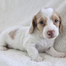Dawson - Cream male Dachshund puppy in Fairfax, Iowa from Grayson’s Lovable Dachshunds