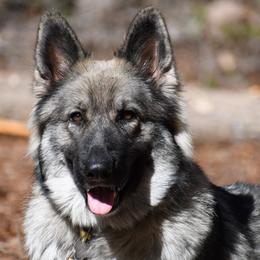 Lace's Shimmering Grey Mist "Meika" - German Shepherd