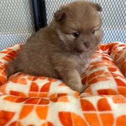 Rally - Chocolate sable male Pomeranian puppy in Inola, Oklahoma from My Bella’s Pomeranians