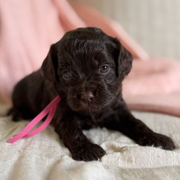Eliza (pink collar girl) - Chocolate female Cavapoo puppy in Beckley, West Virginia from By Design Doodles