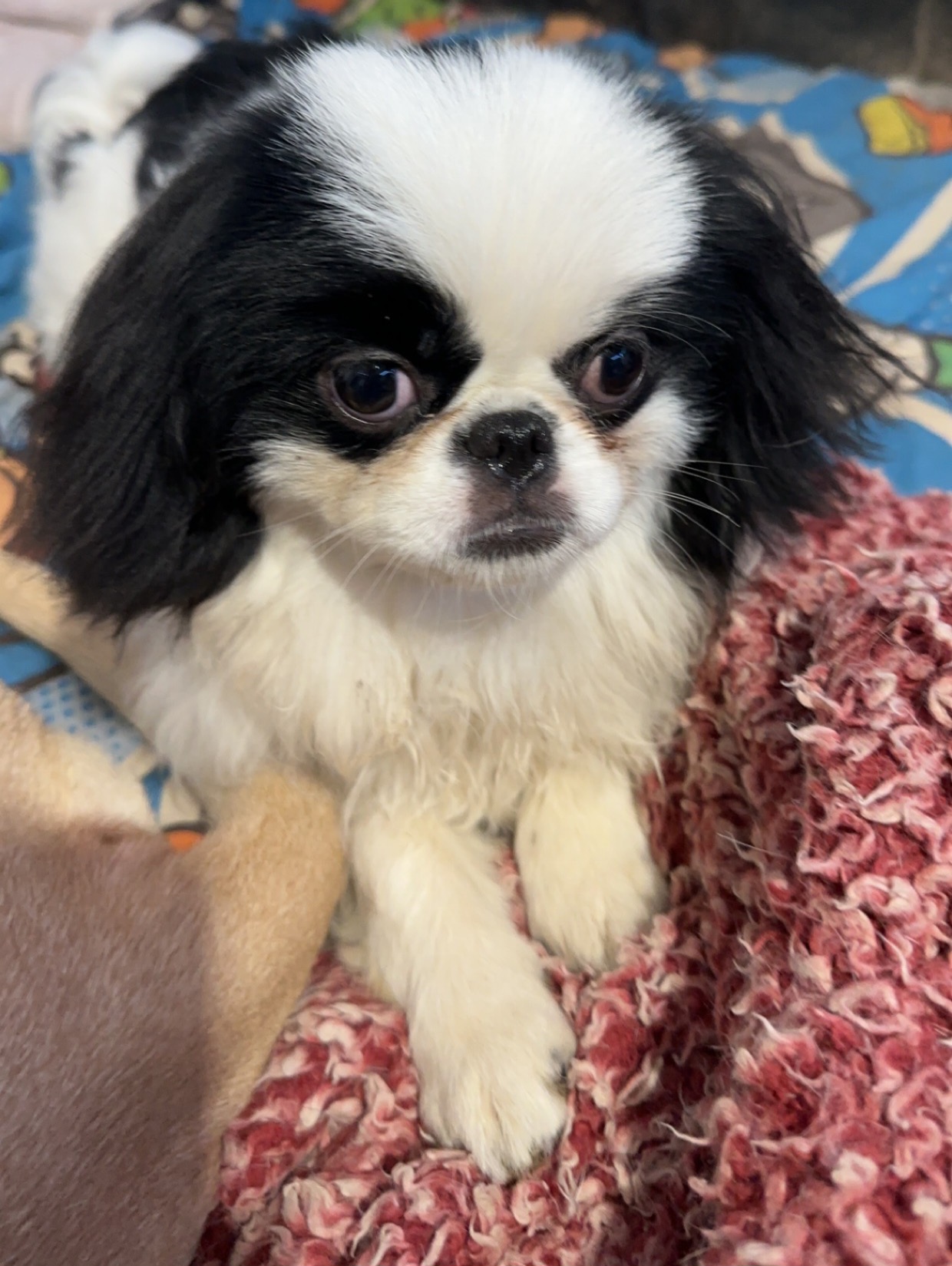 Harley - Japanese Chin