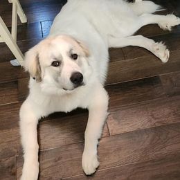 Dachshund and Great Pyrenees Puppies from Mulberry Meadow Farms