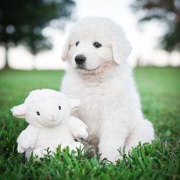 Border Collie and Maremma Sheepdog Puppies from 2J 2K Border Collies & Maremma Sheepdogs