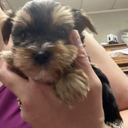 Chihuahua, Morkie, and Yorkshire Terrier Puppies from Patty’s Paws