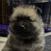 Keeshonden from Legacy Keeshonds