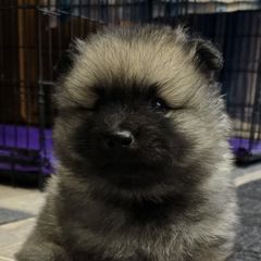 Keeshonden from Legacy Keeshonds