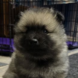 Keeshonden from Legacy Keeshonds