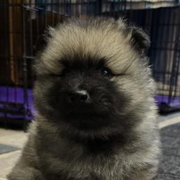 Keeshonden from Legacy Keeshonds