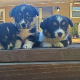 American Corgi and Pembroke Welsh Corgi Puppies from Koko's Kennels