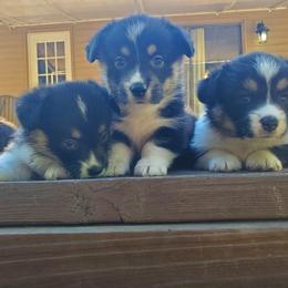 American Corgi and Pembroke Welsh Corgi Puppies from Koko's Kennels