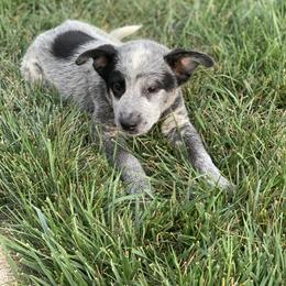 Australian Cattle Dog Puppies from Quarter Acre Farms