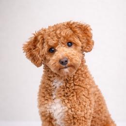 Murphy - Golden Aussiedoodle