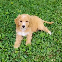 Reese - Apricot female Australian Labradoodle puppy in Harrisonburg, Virginia from Crown Doodles