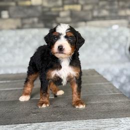 Naples - Tri-color male Bernedoodle puppy in Millersburg, Ohio from T Sanctum