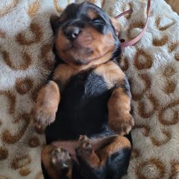 Lt Pink collar - Blue and gold female Yorkshire Terrier puppy in Dunedin, Florida from Cantlon Yorkshire Terriers