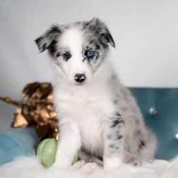 Ember - Blue merle female Border Collie puppy in Conway, Missouri from 2J 2K Border Collies | Maremma Sheepdogs