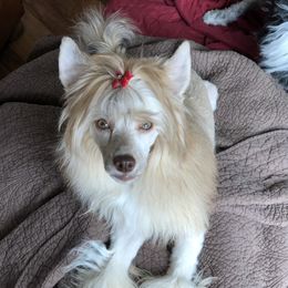 Cooter - Chinese Crested