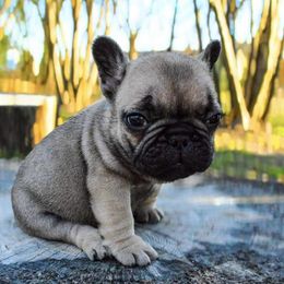 French Bulldog Puppies from Divine Kennels