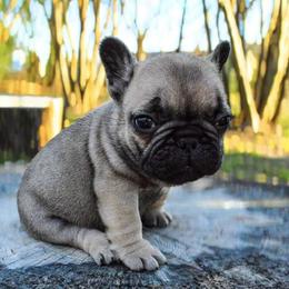 French Bulldog Puppies from Divine Kennels