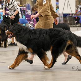 Bernese Mountain Dogs from Tenacity Bernese Mountain Dogs