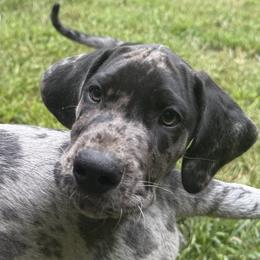 Felix - Merle male Great Dane puppy in Fitzwilliam, New Hampshire from Split Rock Danes