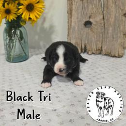 Howard - Black tri male Miniature Australian Shepherd puppy in Jaroso, Colorado from Heaven Sent Aussies