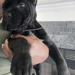 Biewer Terrier, Cane Corso, and Yorkshire Terrier Puppies from Exotic Yorkie Imports & Cessna Cane Corso
