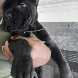 Biewer Terrier, Cane Corso, and Yorkshire Terrier Puppies from Exotic Yorkie Imports & Cessna Cane Corso
