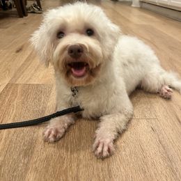 Cavalier King Charles Spaniel, Cavapoo, Havanese, Havapoo, and Poodle Puppies from West Cobb Dogs