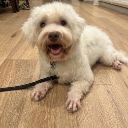 Cavalier King Charles Spaniel, Cavapoo, Havanese, Havapoo, and Poodle Puppies from West Cobb Dogs