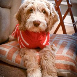 Australian Labradoodle Puppies from Foothills Doodles
