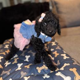 Chrome heart PURPLE female - Black female Poodle puppy in Porter, Texas from KD's Luxury Nursery