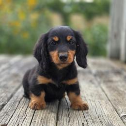 Gandolf is 3300 dollars - Black and tan male Dachshund puppy in Crystal, Michigan from Mare-bella Dachshunds