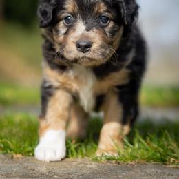 Casanova - Blue merle male Aussiedoodle puppy in Grants Pass, Oregon from Woodwind Miniatures