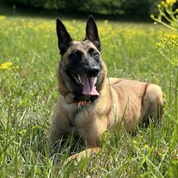 Zia - Belgian Malinois